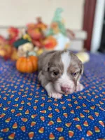 Broncos, a male Miniature Australian Shepherd for sale in Azle, TX – Photo 8 of 9