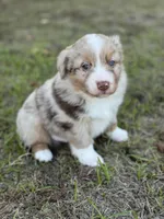 Broncos, a male Miniature Australian Shepherd for sale in Azle, TX – Photo 4 of 9