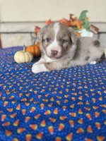 Broncos, a male Miniature Australian Shepherd for sale in Azle, TX – Photo 3 of 9