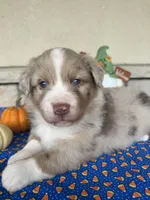 Broncos, a male Miniature Australian Shepherd for sale in Azle, TX – Photo 2 of 9