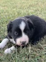 Jonah, a male Miniature Australian Shepherd for sale in Azle, TX – Photo 2 of 8
