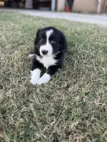 Jonah, a male Miniature Australian Shepherd for sale in Azle, TX – Photo 8 of 8