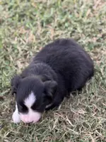 Jonah, a male Miniature Australian Shepherd for sale in Azle, TX – Photo 3 of 8