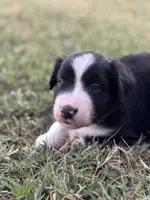 Jonah, a male Miniature Australian Shepherd for sale in Azle, TX – Photo 4 of 8