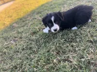 Jonah, a male Miniature Australian Shepherd for sale in Azle, TX – Photo 6 of 8
