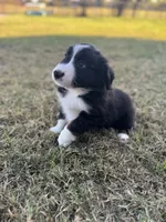Jonah, a male Miniature Australian Shepherd for sale in Azle, TX – Photo 5 of 8