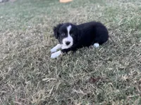 Jonah, a male Miniature Australian Shepherd for sale in Azle, TX – Photo 7 of 8