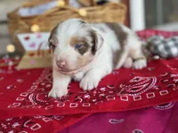 Knight, a male Miniature Australian Shepherd for sale in Azle, TX – Photo 5 of 7