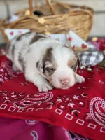 Knight, a male Miniature Australian Shepherd for sale in Azle, TX – Photo 4 of 7