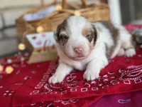 Knight, a male Miniature Australian Shepherd for sale in Azle, TX – Photo 2 of 7