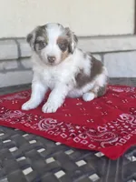 Knight, a male Miniature Australian Shepherd for sale in Azle, TX – Photo 6 of 7