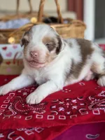 Knight, a male Miniature Australian Shepherd for sale in Azle, TX – Photo 3 of 7