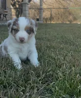 Knight, a male Miniature Australian Shepherd for sale in Azle, TX – Photo 7 of 7
