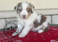 Knight, a male Miniature Australian Shepherd for sale in Azle, TX – Photo 1 of 7