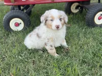 Brighten, a male Miniature Australian Shepherd for sale in Azle, TX – Photo 1 of 9