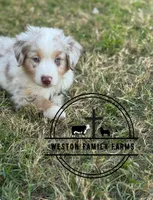 Brighten, a male Miniature Australian Shepherd for sale in Azle, TX – Photo 2 of 9