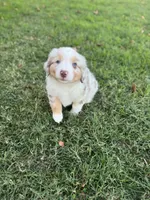 Brighten, a male Miniature Australian Shepherd for sale in Azle, TX – Photo 9 of 9