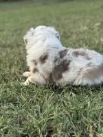 Brighten, a male Miniature Australian Shepherd for sale in Azle, TX – Photo 6 of 9