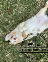 Brighten, a male Miniature Australian Shepherd for sale in Azle, TX – Photo 4 of 9