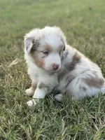 Brighten, a male Miniature Australian Shepherd for sale in Azle, TX – Photo 7 of 9