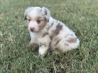 Brighten, a male Miniature Australian Shepherd for sale in Azle, TX – Photo 8 of 9