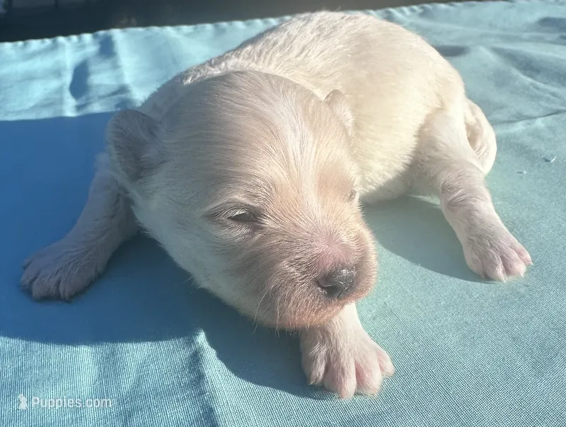 Cream – Maltipoo puppy for sale in Pisgah, AL