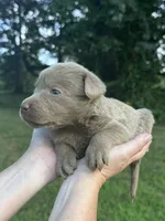 Silver , a female Labrador Retriever for sale in Pisgah, AL – 2 of 4