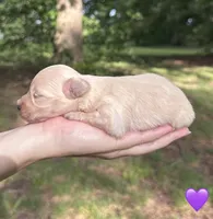 Purple , a female Maltipoo for sale in Pisgah, AL – 5 of 5
