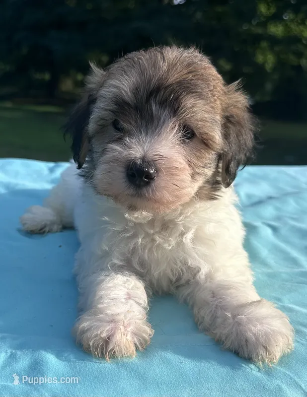 Navy – Maltipoo puppy for sale in Pisgah, AL