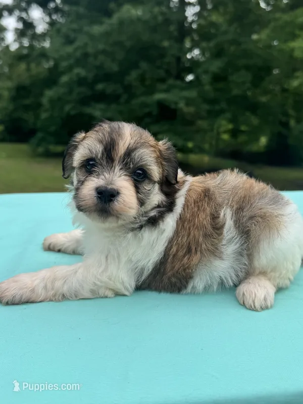 Purple – Maltipoo puppy for sale in Pisgah, AL