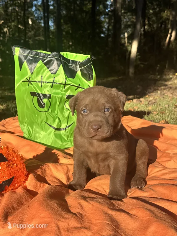 Frankie – Labrador Retriever puppy for sale in Pisgah, AL