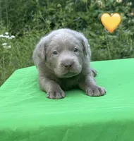 Yellow, a female Labrador Retriever for sale in Pisgah, AL – Photo 1 of 4