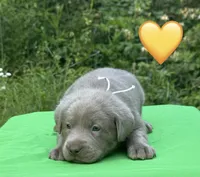 Yellow, a female Labrador Retriever for sale in Pisgah, AL – Photo 3 of 4
