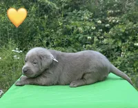 Yellow, a female Labrador Retriever for sale in Pisgah, AL – Photo 2 of 4