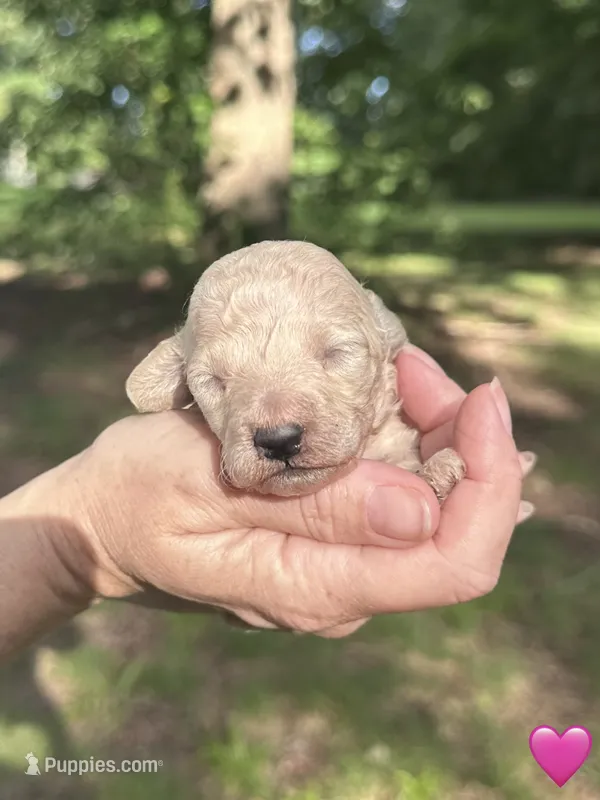 Pink – Maltipoo puppy for sale in Pisgah, AL