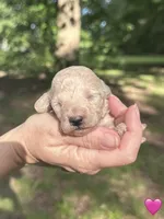 Pink, a female Maltipoo for sale in Pisgah, AL – 1 of 4