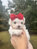 Sweetie , a female Maltese for sale in Pisgah, AL – 8 of 8