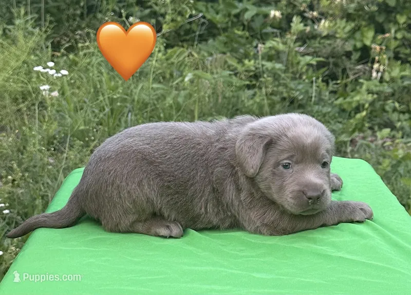 Orange – Labrador Retriever puppy for sale in Pisgah, AL