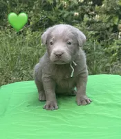 Green, a female Labrador Retriever for sale in Pisgah, AL – Photo 4 of 4
