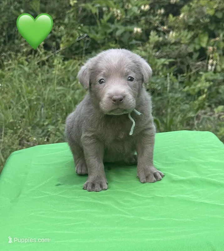 Green – Labrador Retriever puppy for sale in Pisgah, AL