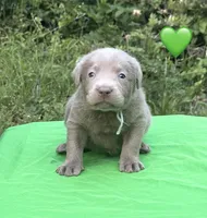 Green, a female Labrador Retriever for sale in Pisgah, AL – Photo 2 of 4