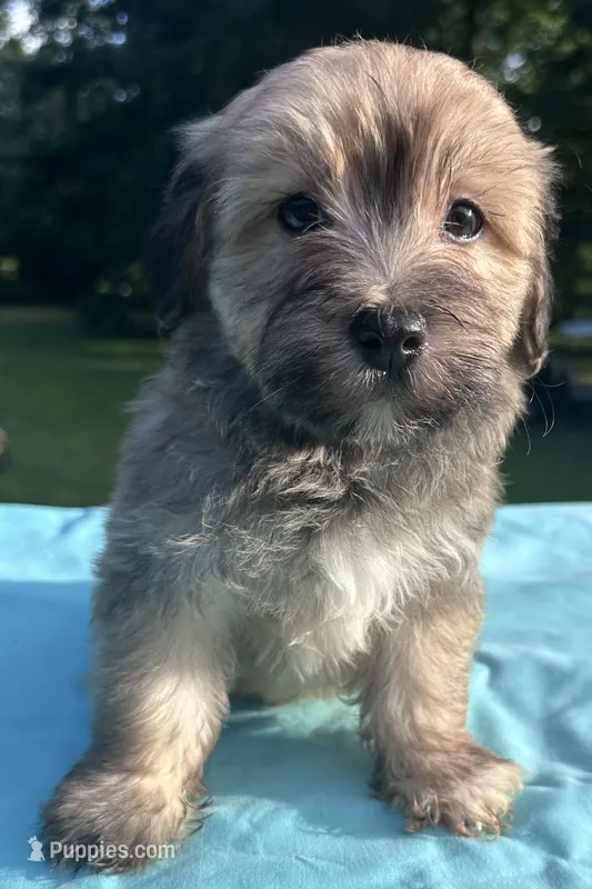 Chocolate – Maltipoo puppy for sale in Pisgah, AL