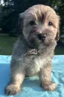 Chocolate, a male Maltipoo for sale in Pisgah, AL – 1 of 10