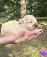 Purple , a female Maltipoo for sale in Pisgah, AL – 3 of 5