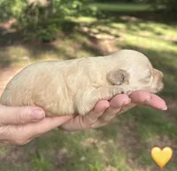 Yellow, a female Maltipoo for sale in Pisgah, AL – 1 of 4