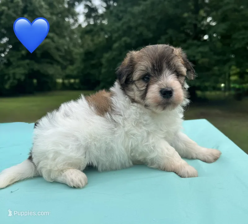 Navy – Maltipoo puppy for sale in Pisgah, AL