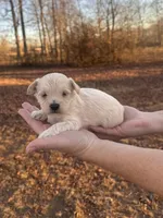 Cream, a male Maltipoo for sale in Pisgah, AL – Photo 3 of 3