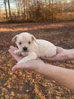 Cream, a male Maltipoo for sale in Pisgah, AL – Photo 2 of 3