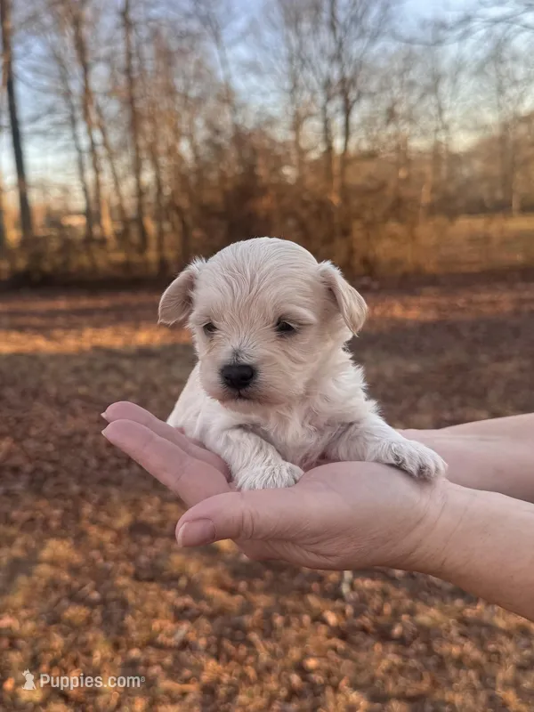 Cream, a male Maltipoo for sale in Pisgah, AL – Photo 1 of 3