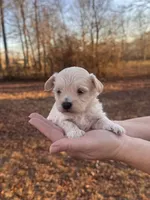 Cream, a male Maltipoo for sale in Pisgah, AL – Photo 1 of 3